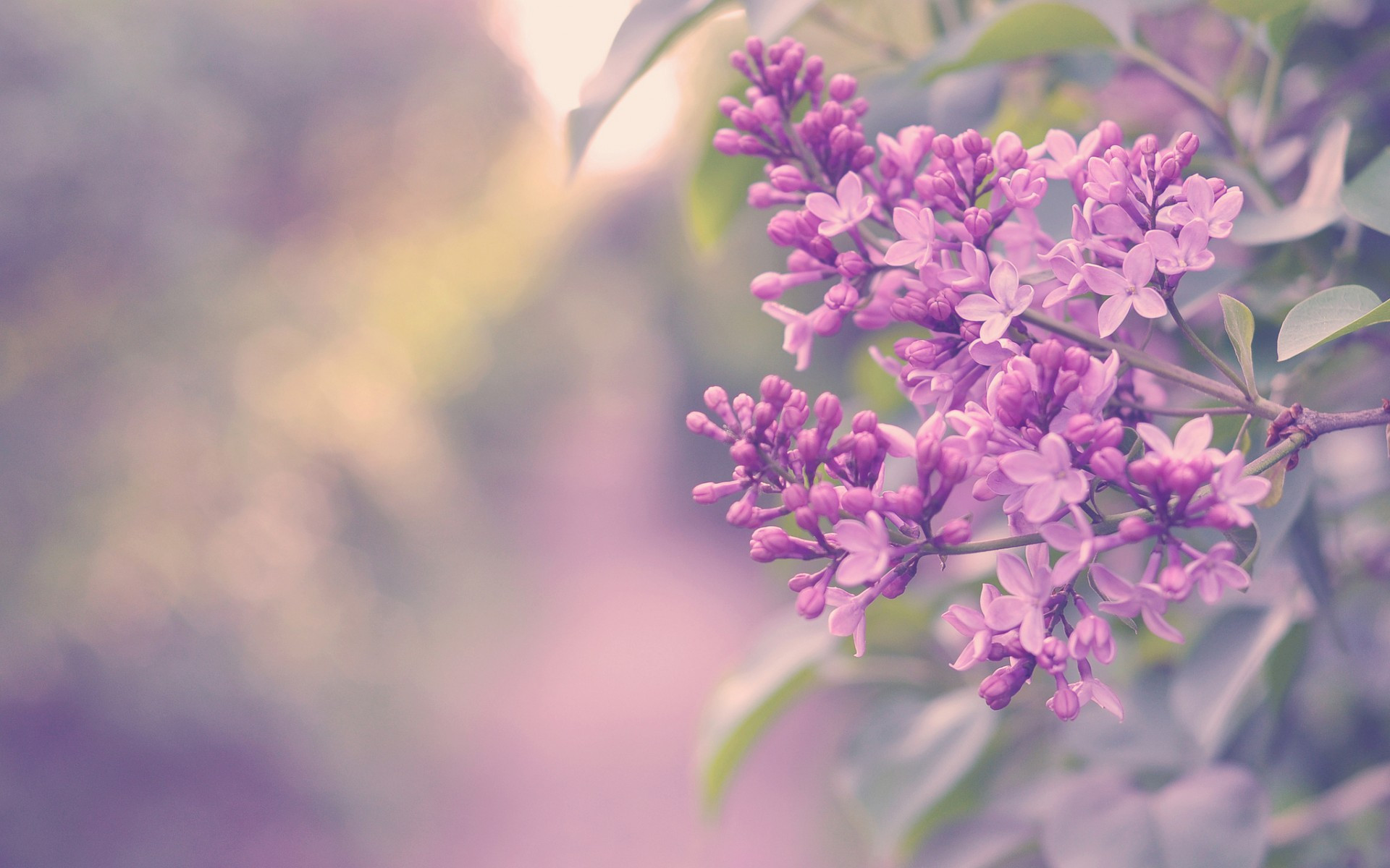 精选唯美意境治愈系绿色护眼小清新花朵桌面壁纸(一)