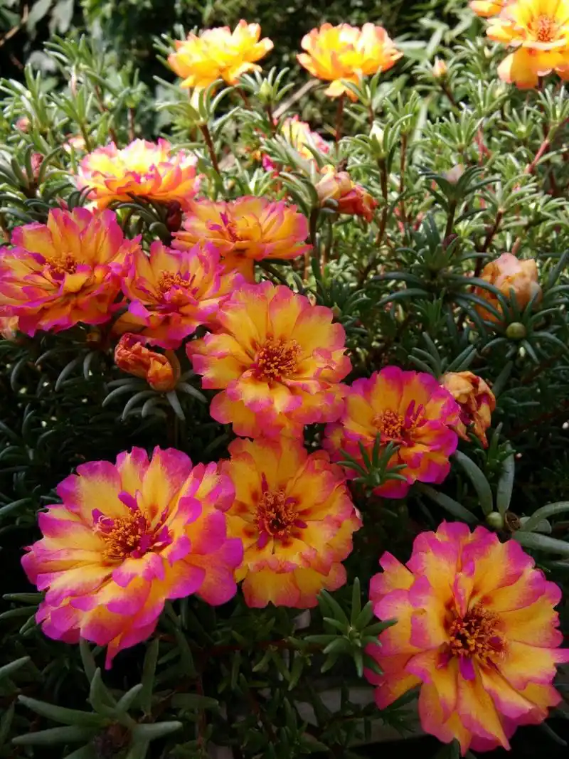 阳台盆栽佳物—重瓣太阳花"火焰"系列,好看又好养,灿烂一整夏