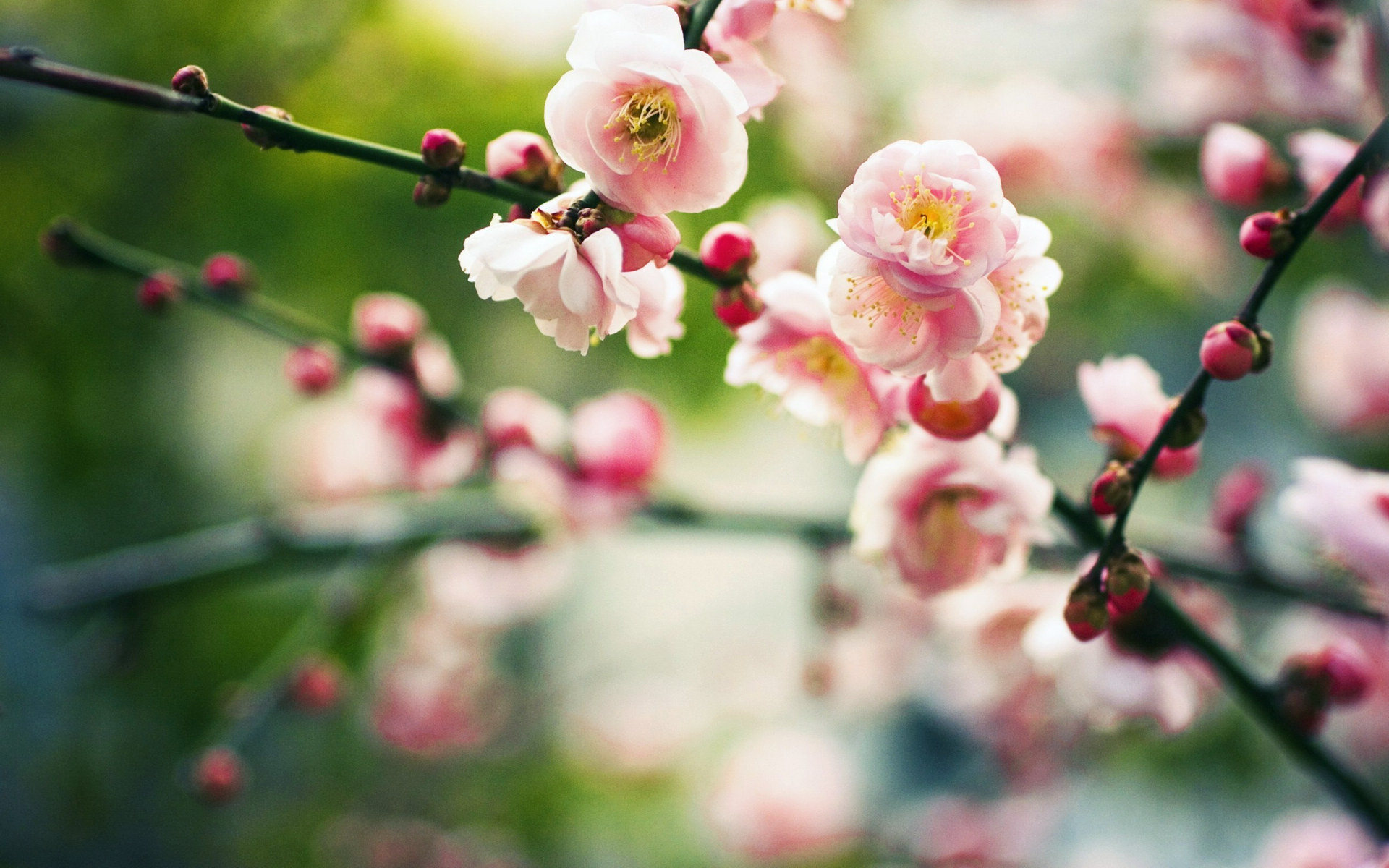 花蕾桌面壁纸之春天的美景