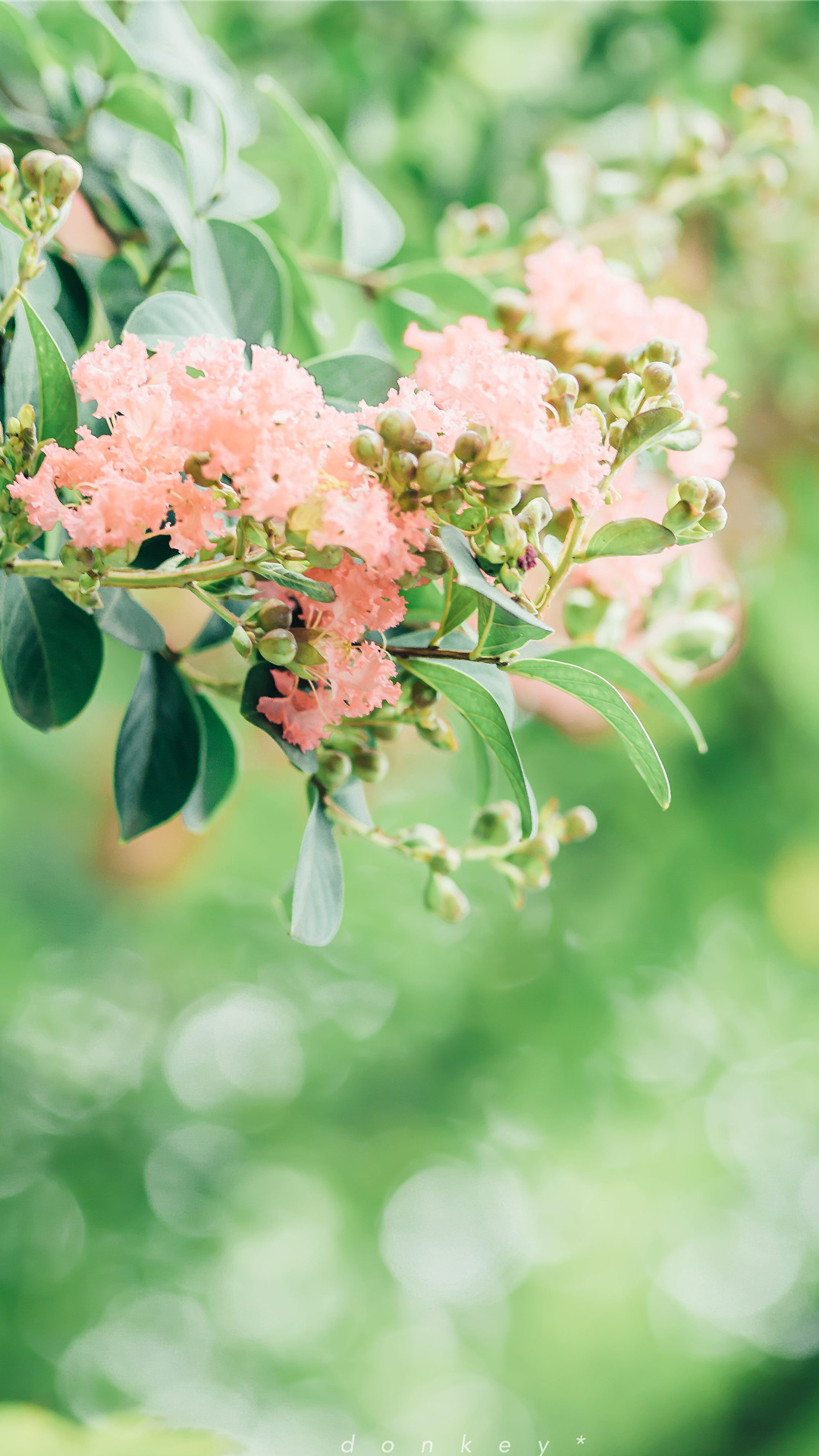 绿叶植物风景手机壁纸