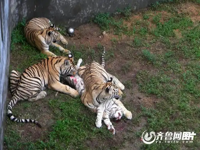 网曝威海一动物园老虎咬食同类经理称照片系ps