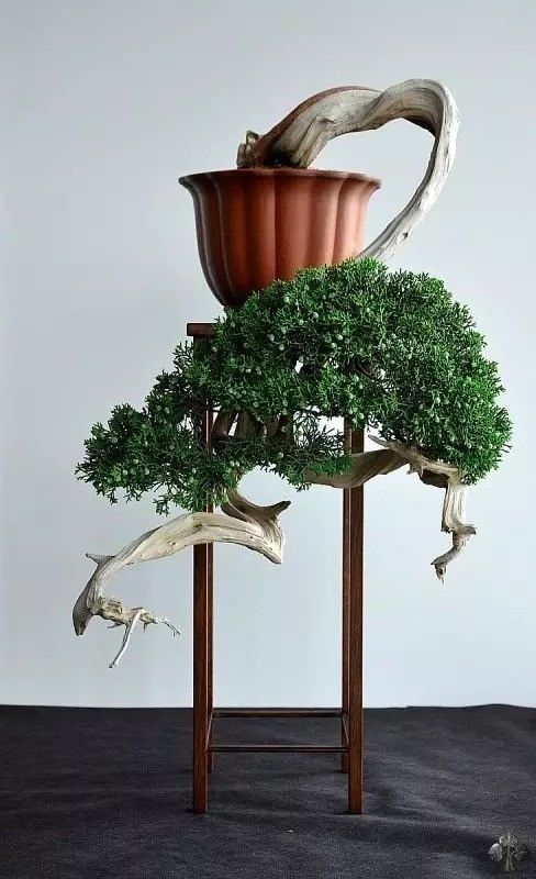 十款悬崖式盆景造型讲解