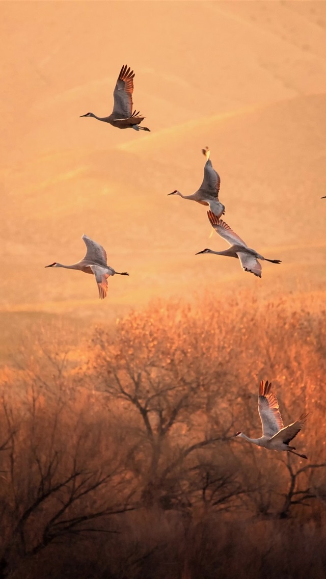 首页 动物与鸟 鸟