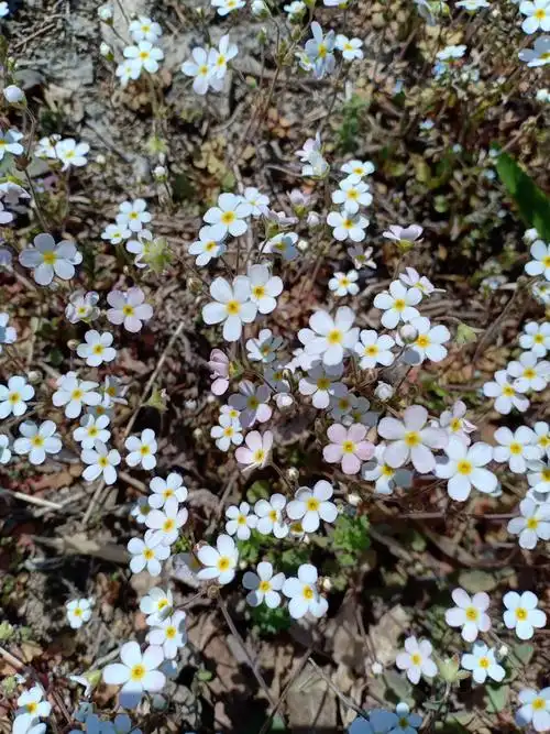 2020物种日历-1 - 美篇