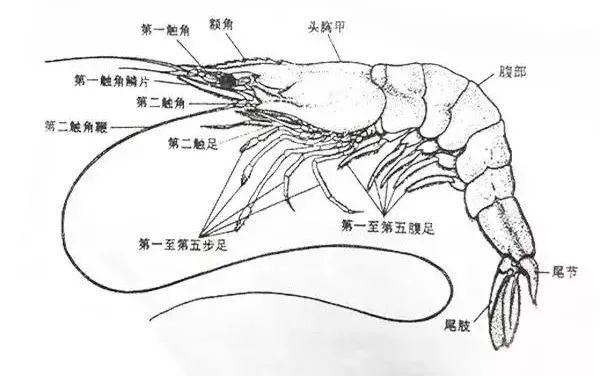 听一位养殖对虾多年的人:聊一聊南美白对虾养殖应该注意的事项!