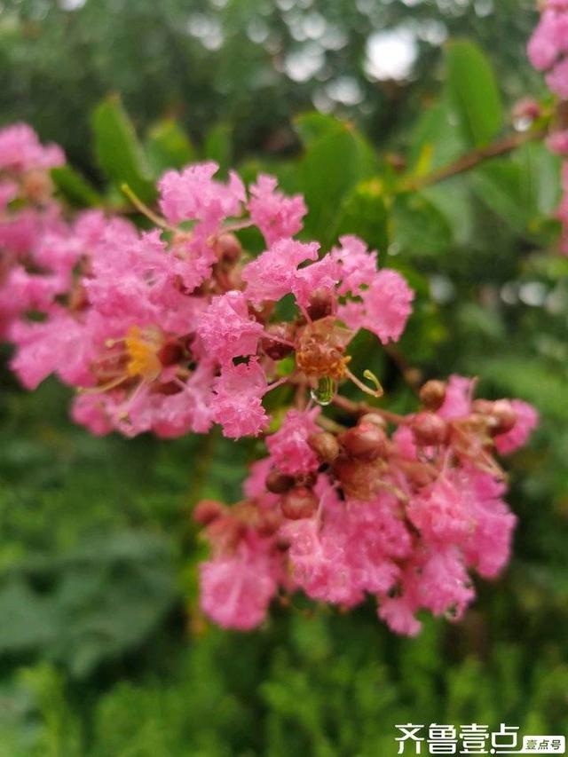 紫薇花是炎炎夏日里的一道亮丽的风景