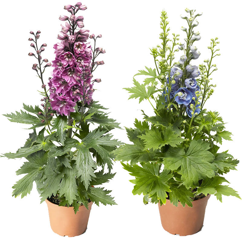 多年生大花飞燕草翠雀花种子苗四季种开花春季阳台盆栽植物易种活--爱