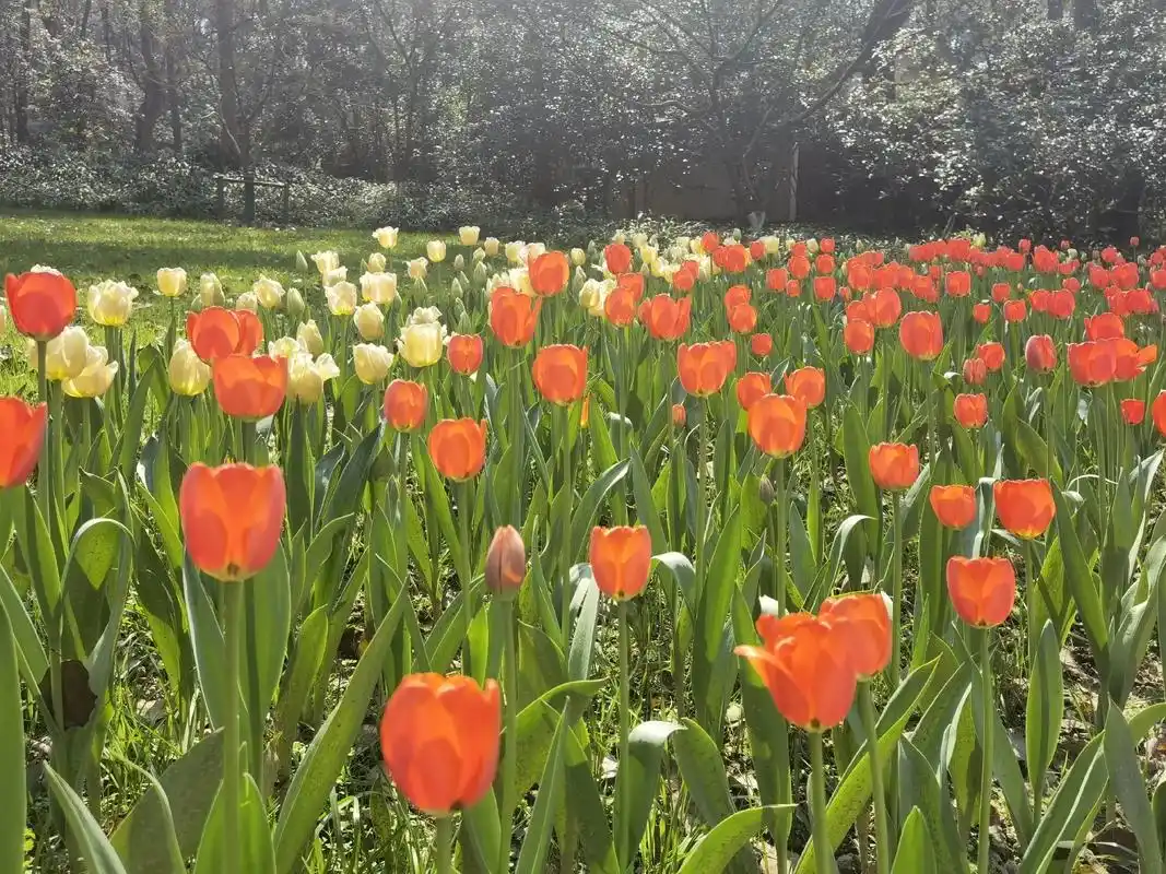 上班摸鱼发一下昨天在太子湾拍的郁金香照片可以说达到了我拍照生涯的