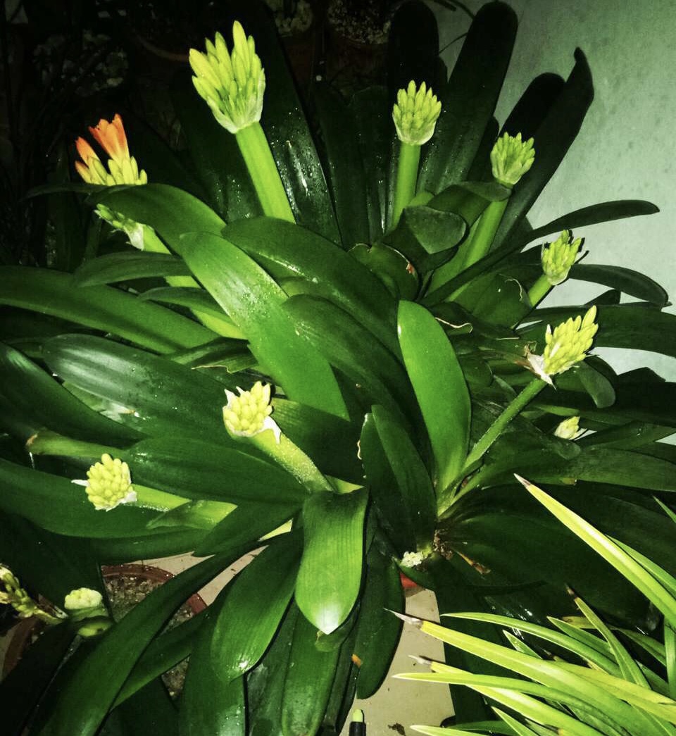 "春播"君子兰,学好这"3招",种子2周就发芽,养"群兰"壮观