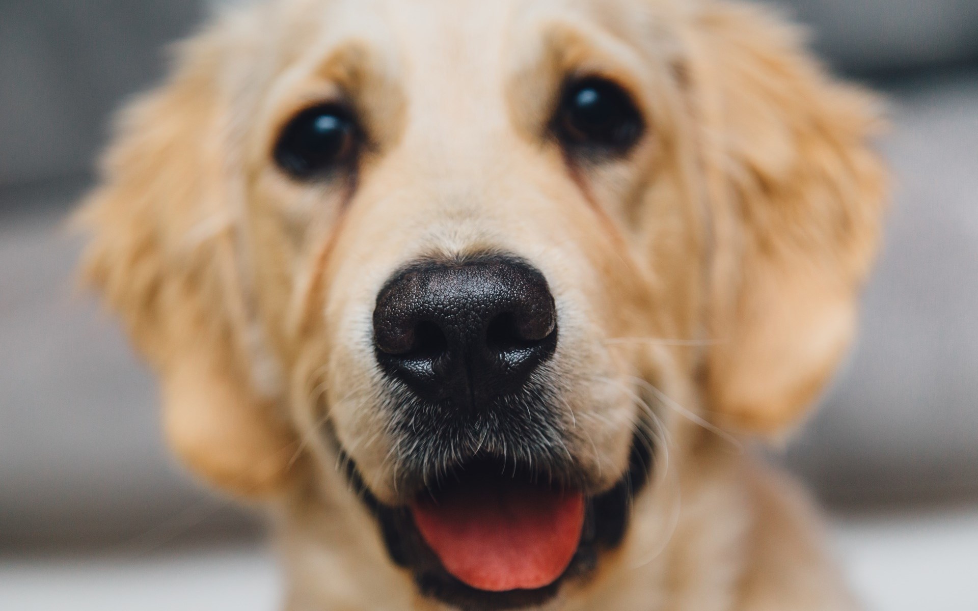 可爱萌宠汪星人狗狗高清电脑壁纸图片大全