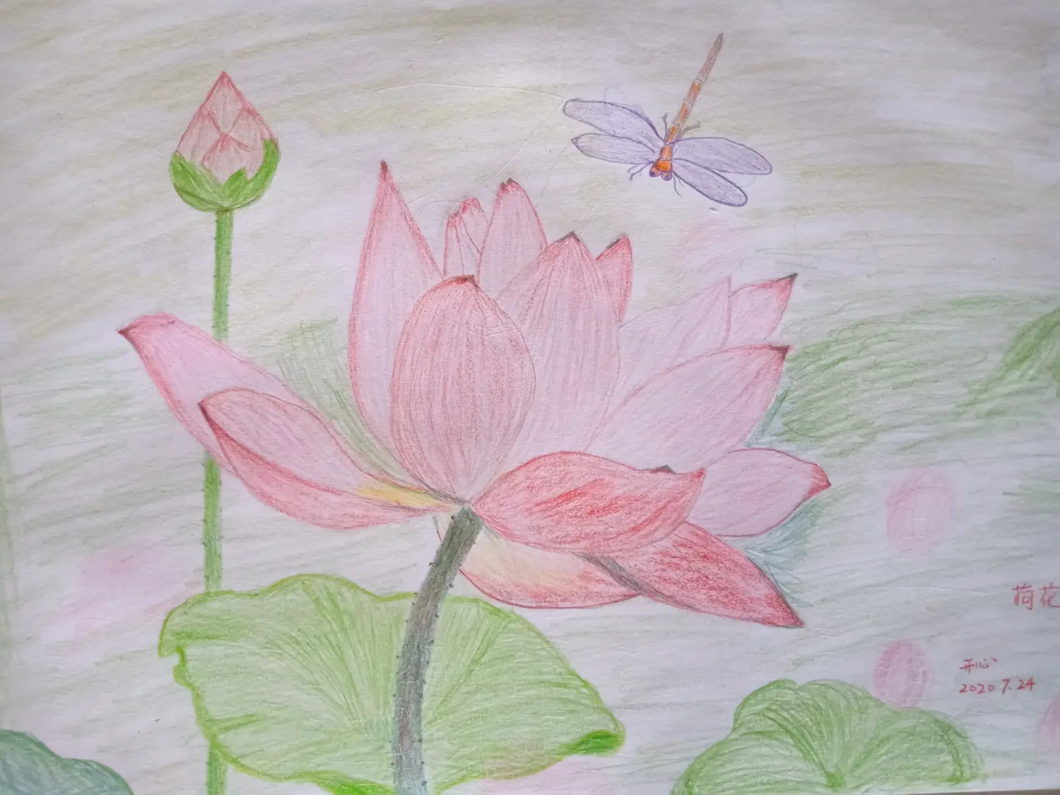 一幅彩铅荷花
