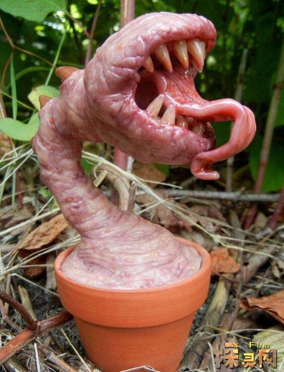 食人花吃人视频曝光吃掉十条生命才开一次花杀人于无形