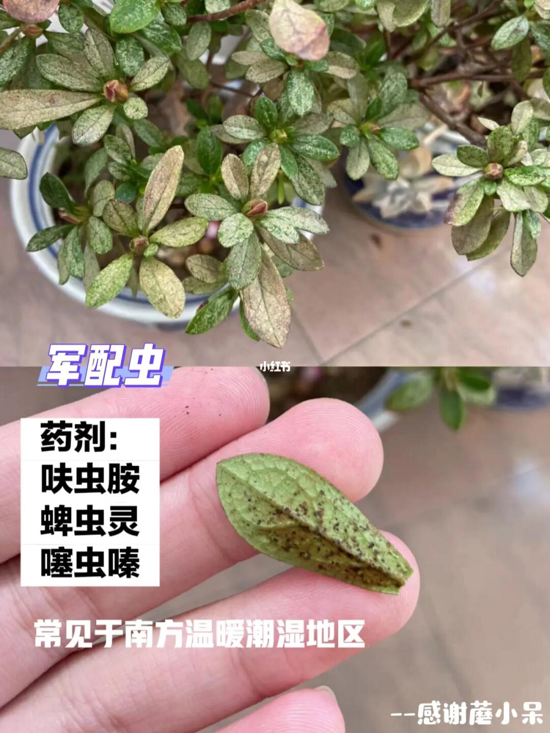 杜鹃花病虫害自留笔记