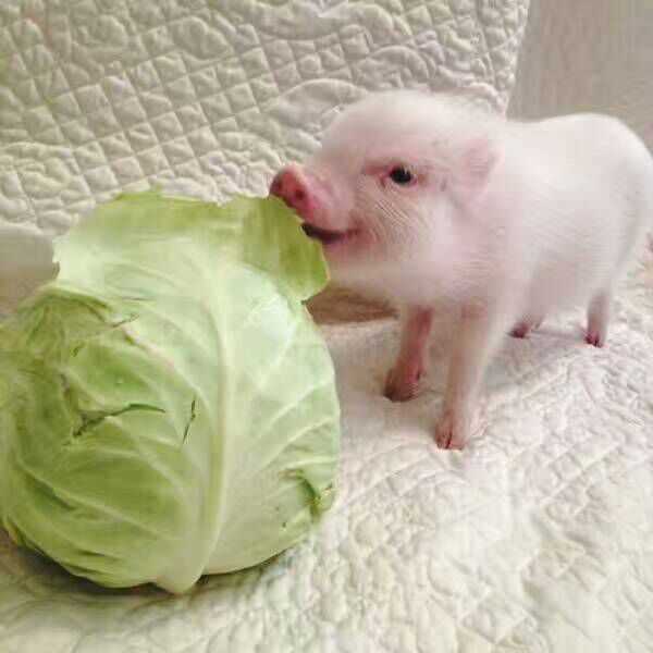一颗大白菜就这样被猪拱了