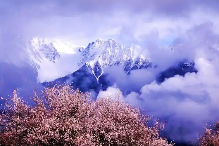 山积冬雪天砌玉,地铺桃红满树春. 磅礴雪峰倚春色,漫坡桃花狂纵人.