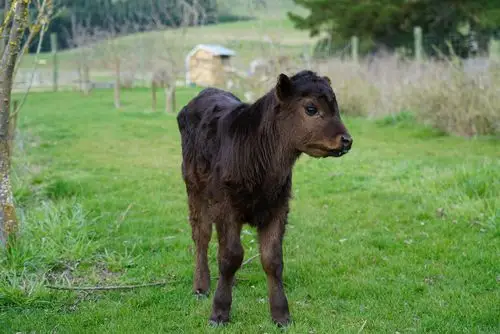 我的兴趣很快转移到院子里两头可爱的小牛身上了.