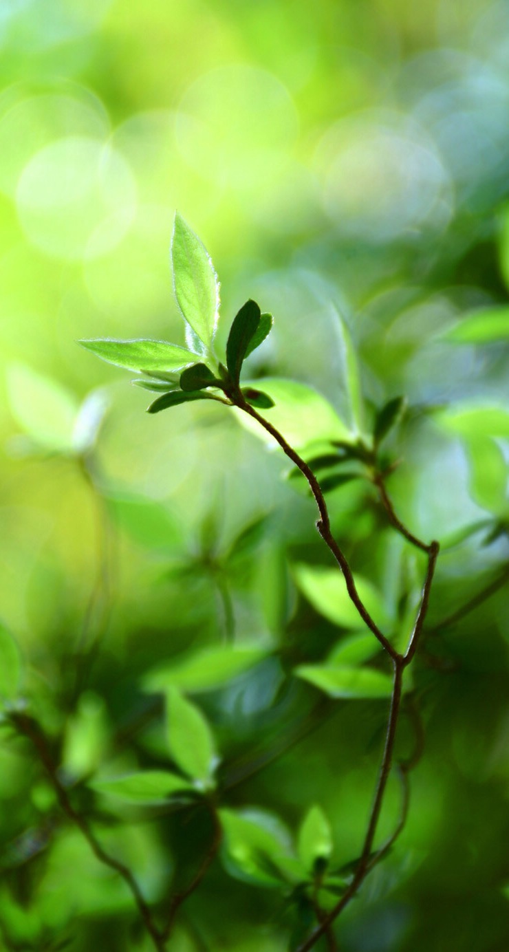 绿色养眼高清手机壁纸