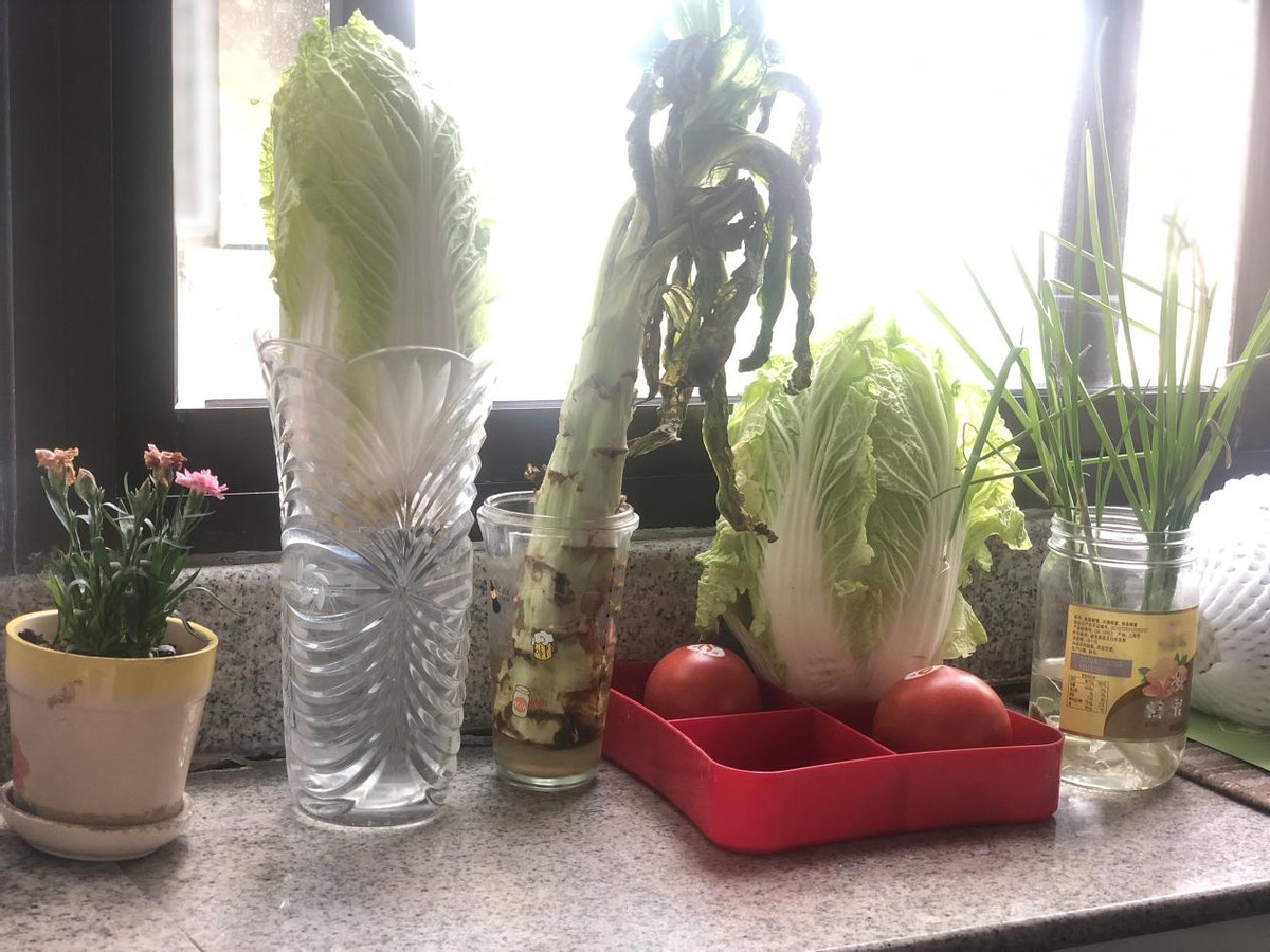 水培蔬菜怎么种植(教你水培植物的方法和技巧)