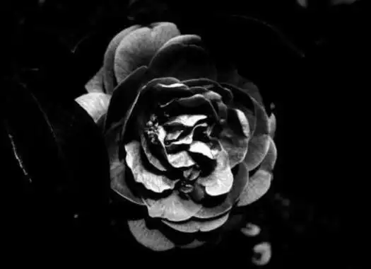 10,摩羯座的死亡之花:黑蔷薇