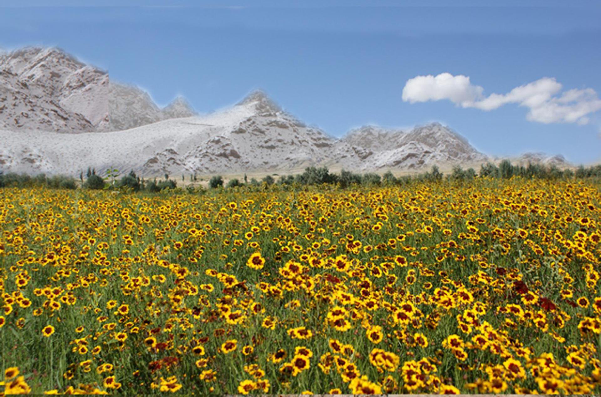 昆仑雪菊特有的8大功效,别说你不需要!