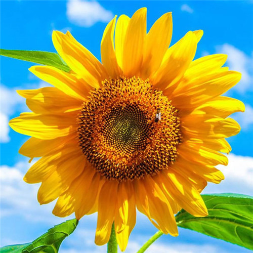 微信最吉利的好看头像风水好聚财转运的最吉利头像图片