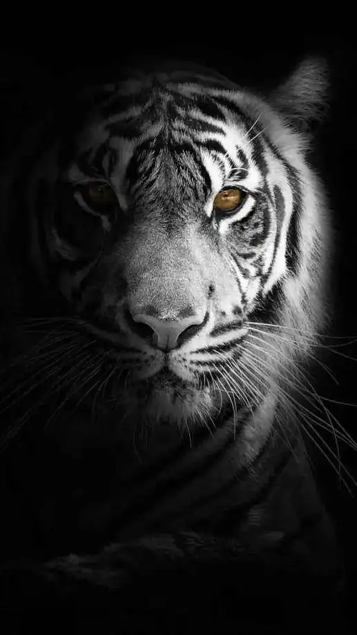 老虎 #霸气十足 #眼神杀 愿我们2022年虎年,身体生龙 - 抖音