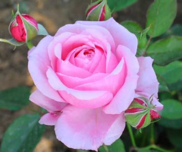 养花看些漂亮的,但名字没法养,颜值再高也不行_月季花