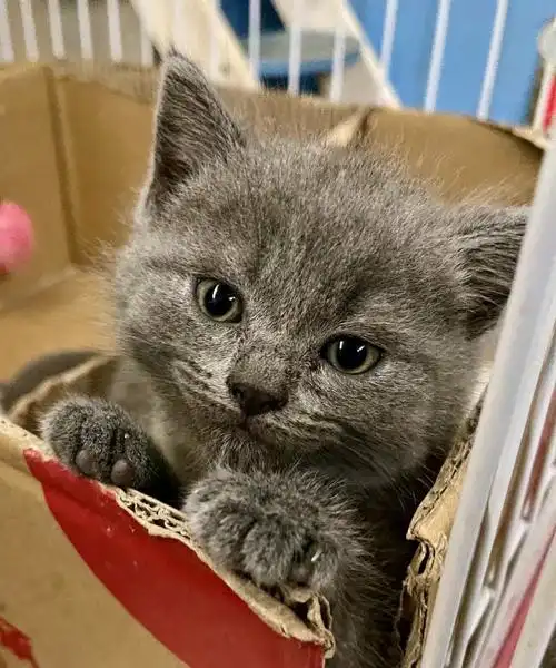 广州越秀区自家生的英短蓝猫b公寻真正养猫的铲屎官需要就加我微信zjq