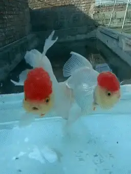 看看这个_鱼缸_水温_水质