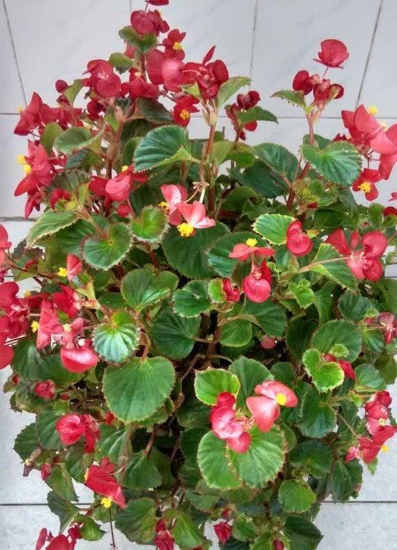 无论是重瓣还是单瓣的四季海棠,种类繁多,如铜叶粉,绿叶白等,无不散