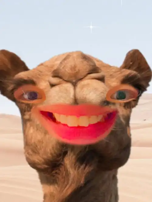 动物鬼马搞怪滑稽ins特效分享