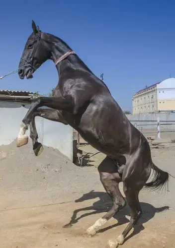 汗血宝马——,土库曼斯坦见闻录