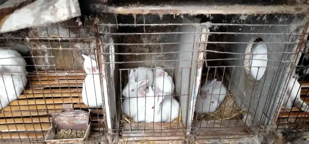 新西兰兔养殖基地推荐价格一只多少钱兔子 养殖技巧