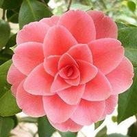 微信头像女人花【点击鼠标右键下载】