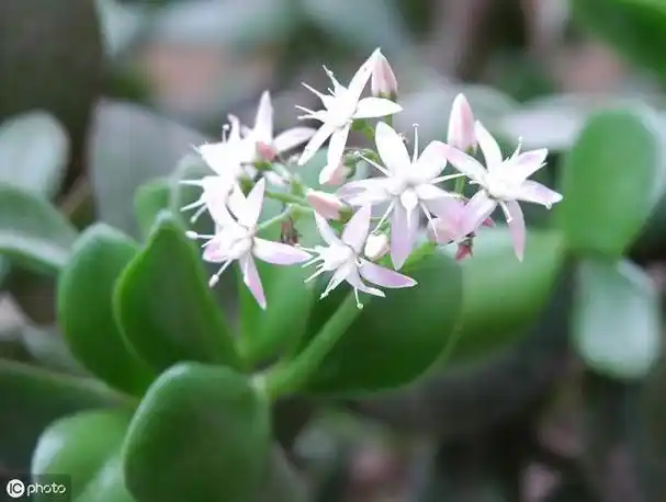 玉树开花正当时,做好5件事,花美叶翠,"颜值"翻倍