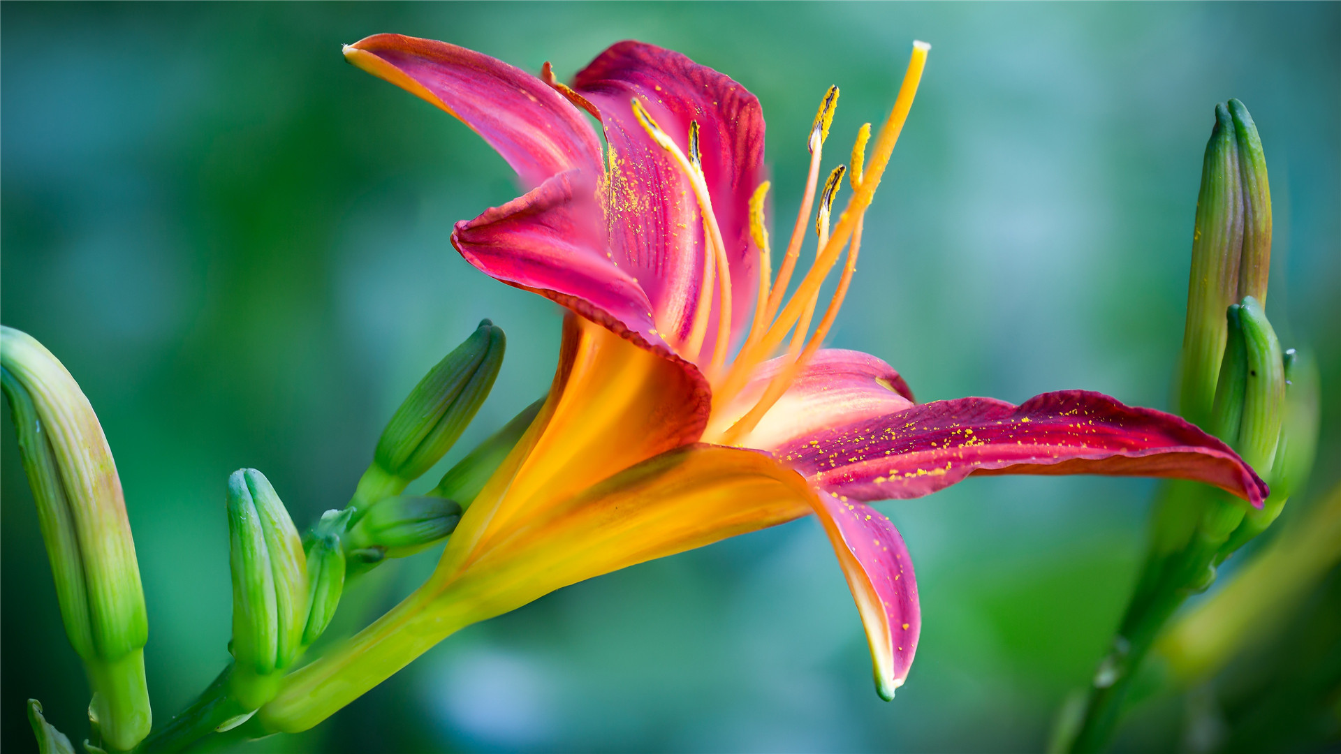 唯美鲜花高清摄影桌面壁纸