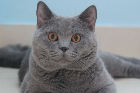 二,英短发腮的最佳时机