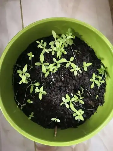 于飞凡的小雏菊成长记