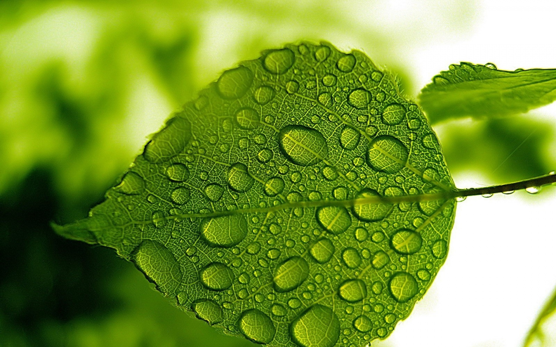 绿色叶子清新护眼图片高清壁纸高清大图预览1920x1200_植物壁纸下载