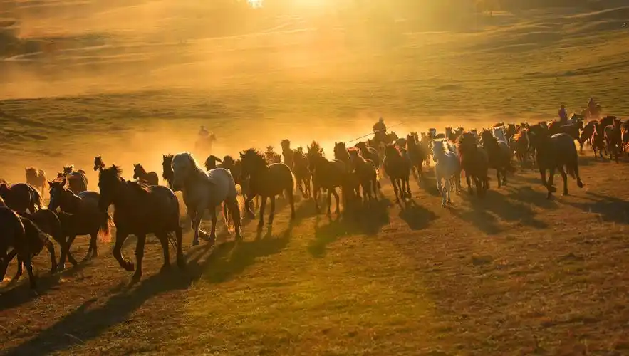 坝上草原—万马奔腾(原创) 写美篇        仰天长啸,那动人肺腑的马嘶