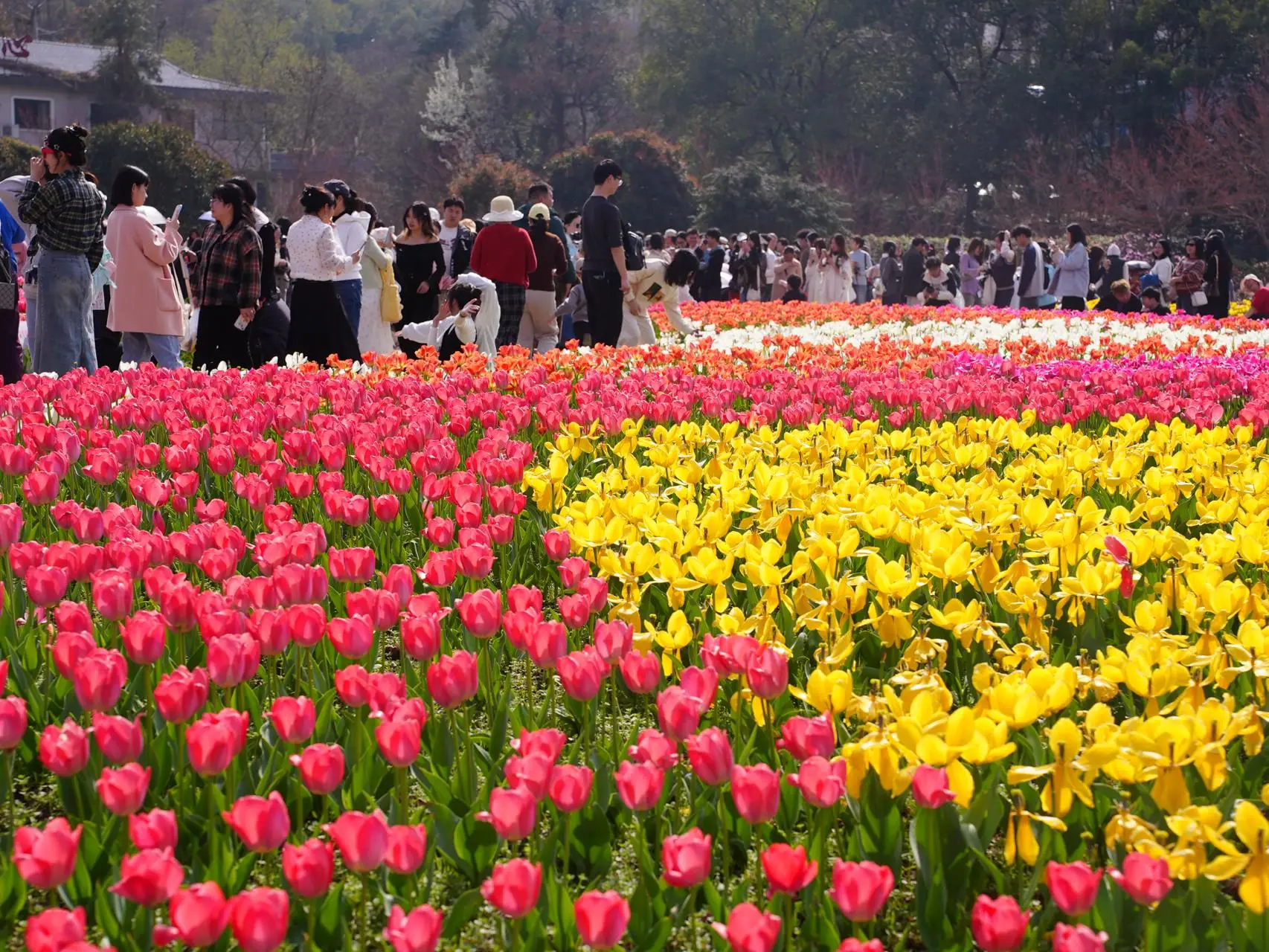 这对结婚的新人对幸福有了最好的诠释_植物园_戴君_湖南省