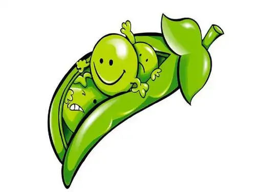 2015春冀教版语文三下《一颗小碗豆》ppt课件3