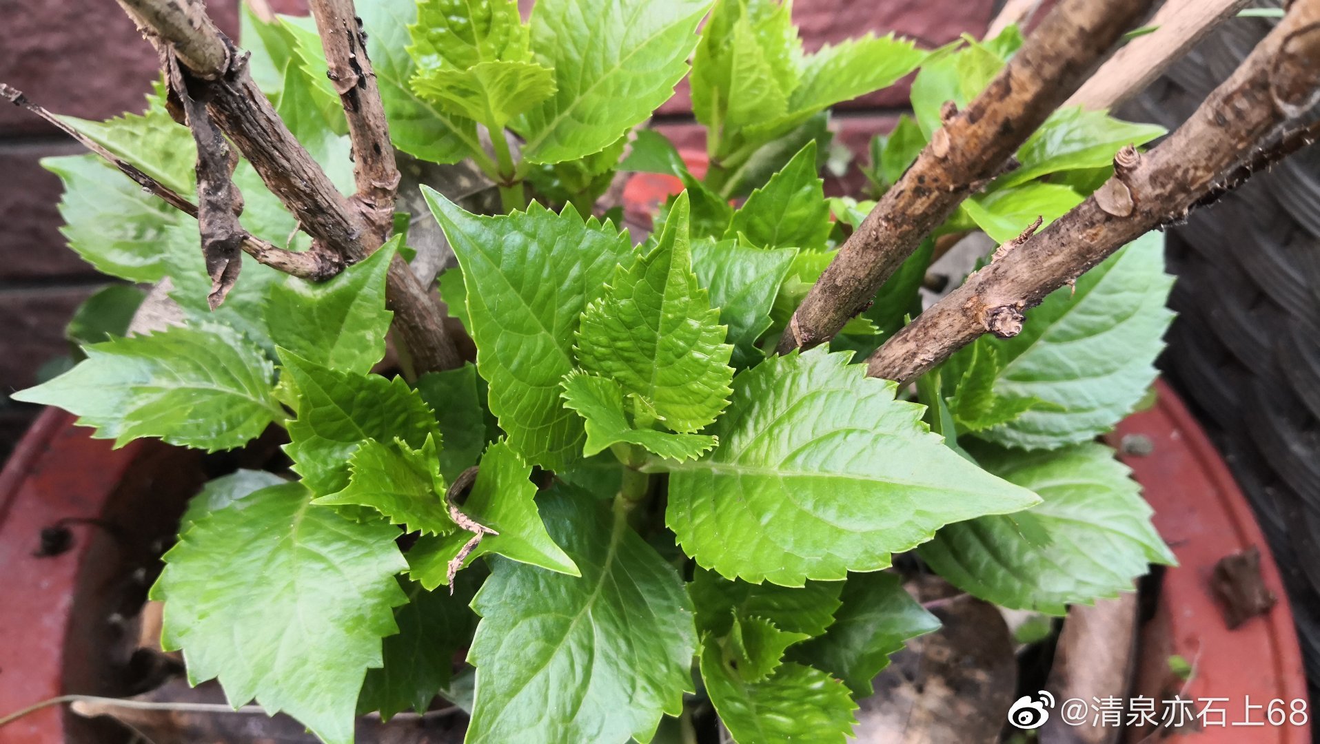 绣球花老枝新叶