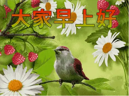 中老年表情包大全大家早上好中午好下午好晚上好问候图片