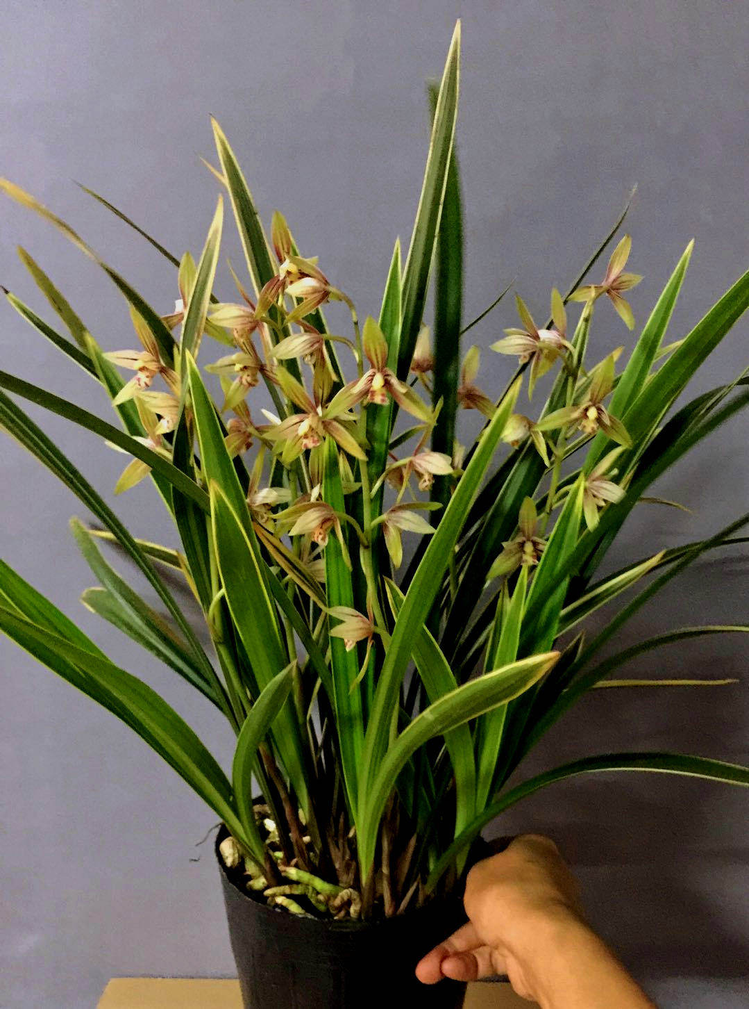 浓香黄金彩虹金边叶艺四季兰建兰开花多发芽率高花粉嫩娇艳