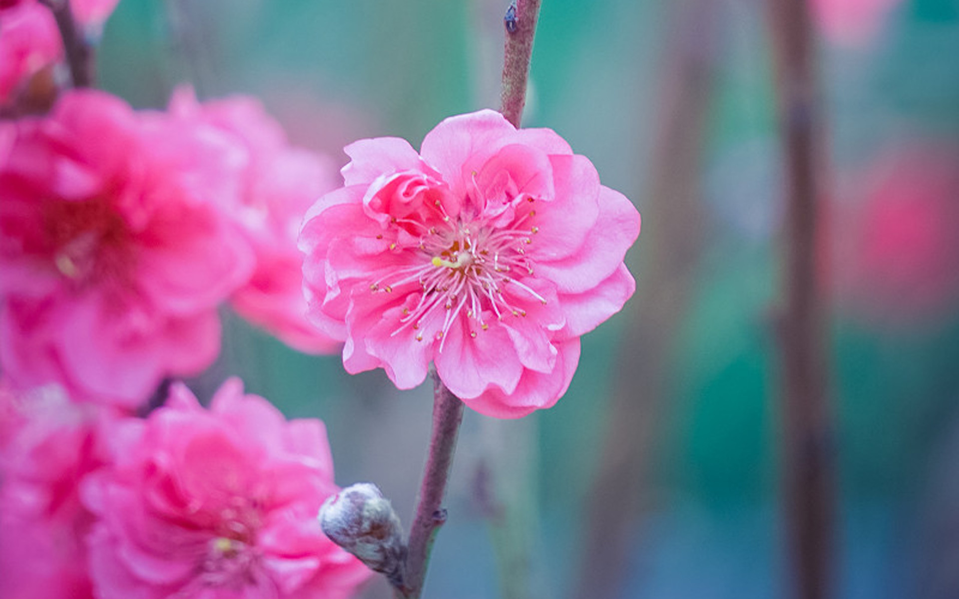 唯美好看的粉色桃花图片电脑壁纸
