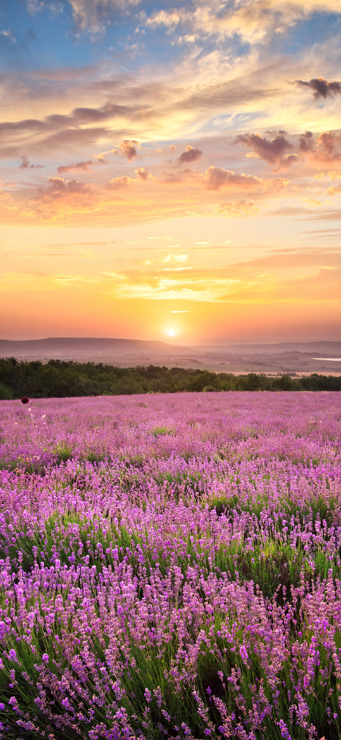 手机壁纸##高清壁纸