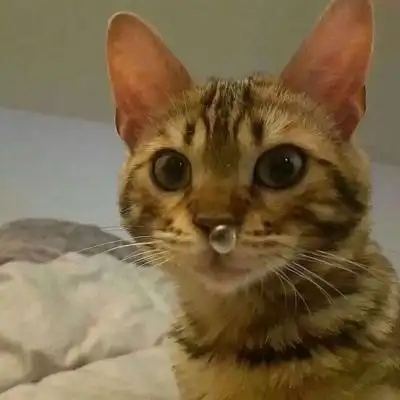 可爱沙雕宠物头像 高清可爱又沙雕的动物头像图片_搞笑头像_美头网