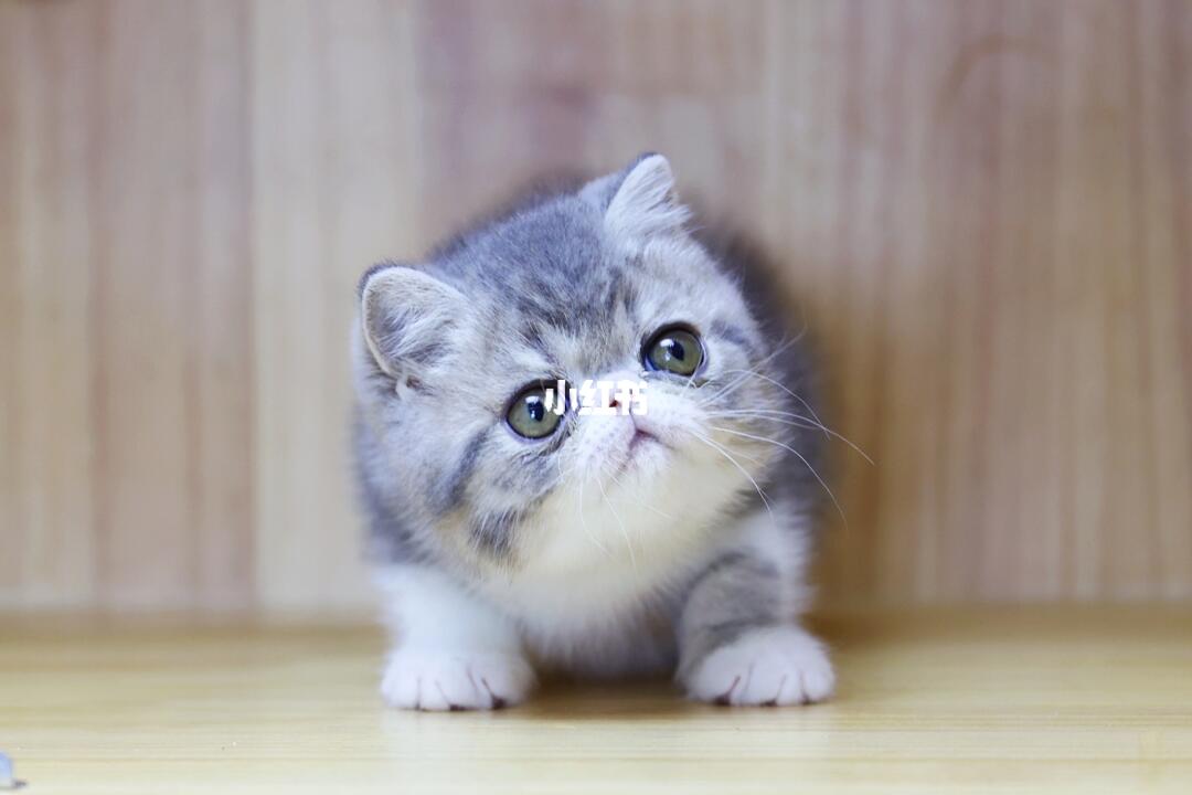 蓝虎斑加白弟弟加菲猫