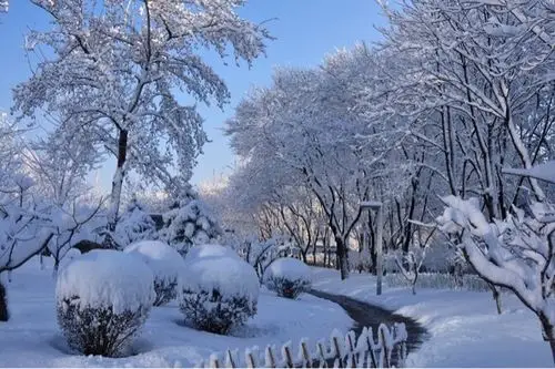 【生活美学】寒冬白雪另一景